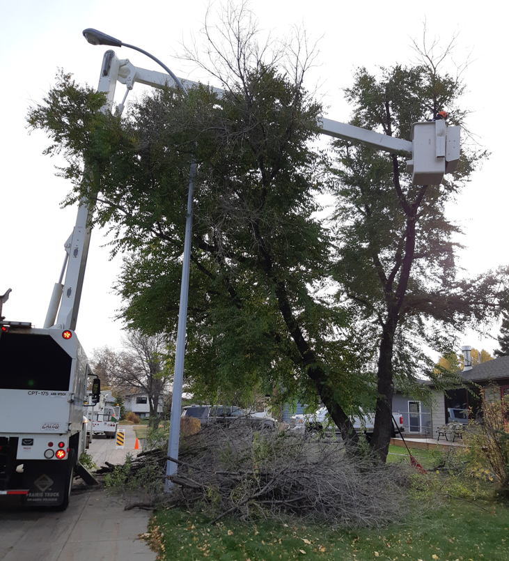 city-of-grande-prairie-launches-annual-tree-pruning-program-reachfm